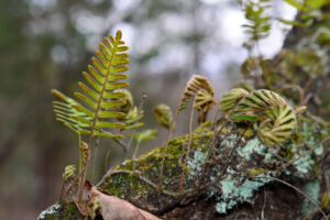 Resurrection fern fronds that are curled up and unfurled.