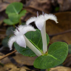 Partridgeberry thrum flower with 4 long stamens.