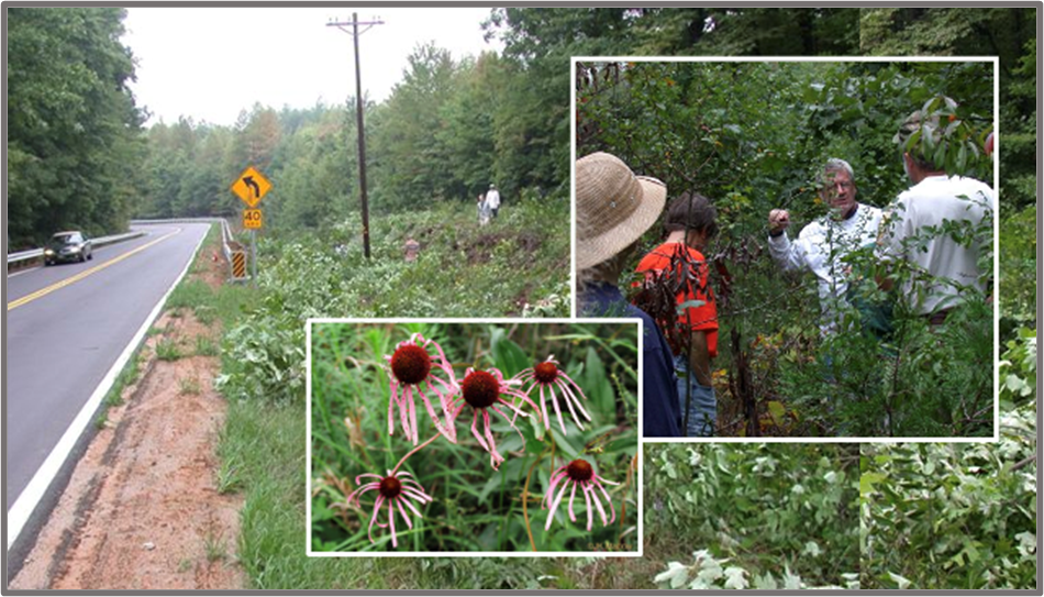 Montage of photos of plants in Sharpton's roadside prairie.