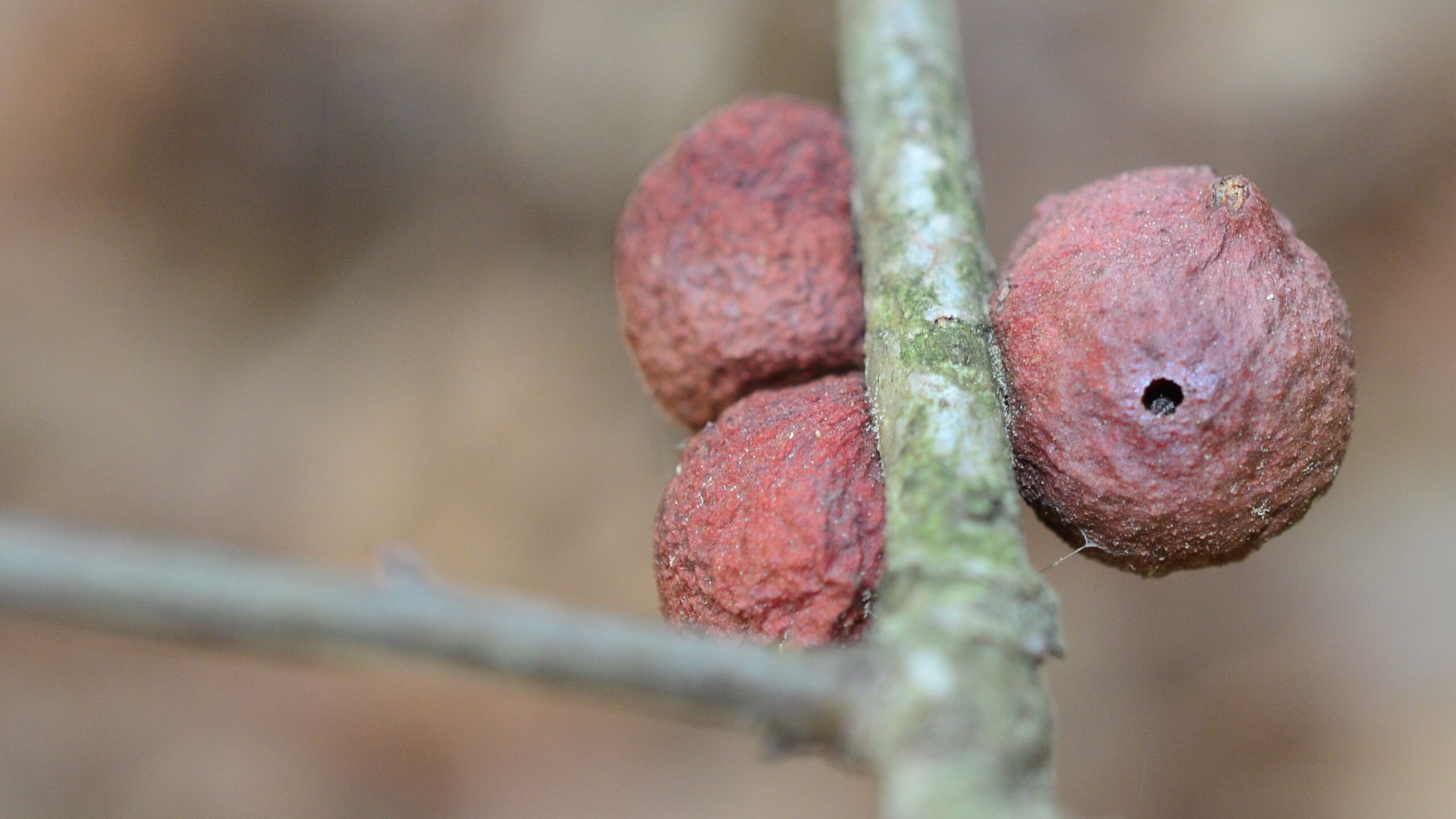 Galls on an oak tree.