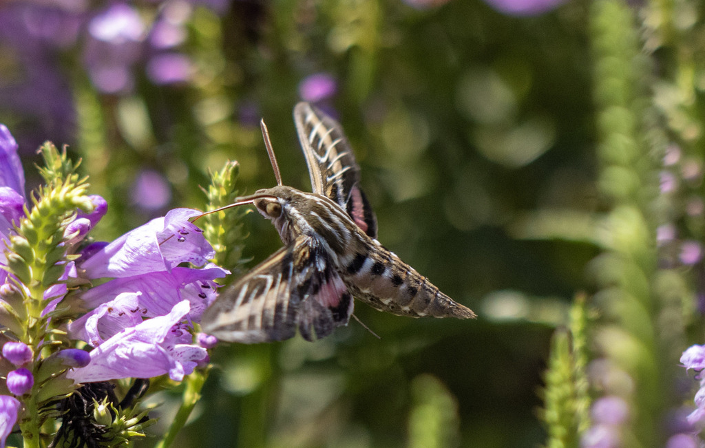 a large brown moth with white lines hovers and drinks from the dark pink flower of obedient plant