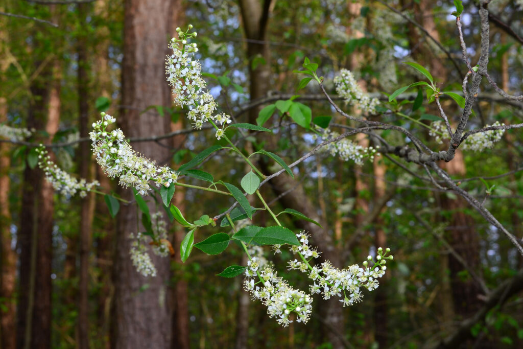 Black Cherry tree in bloom with spikes of white flowers.