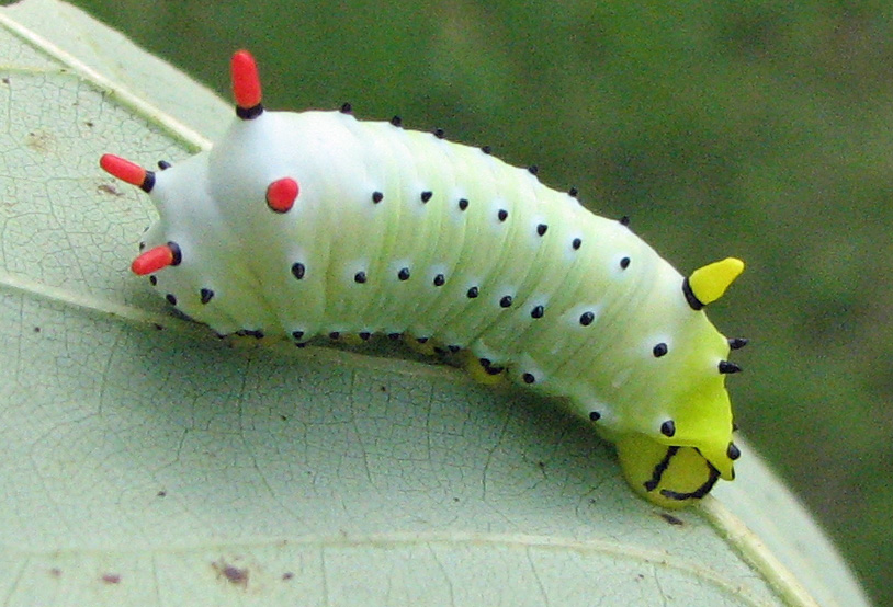 Light green caterpillar with red and yellow knobs.
