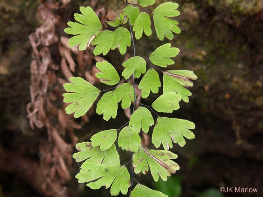 southern maidenhair - Adiantum capillus-veneris