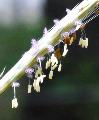 splitbeard blue stem - Anatherium ternarium