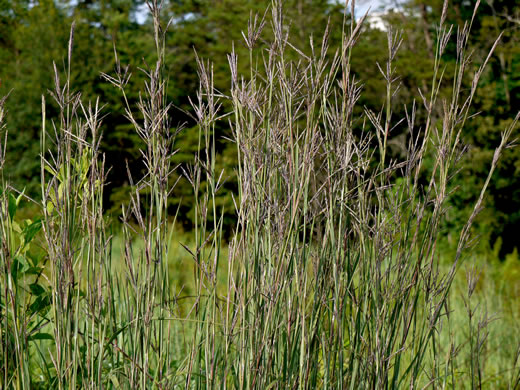 big bluestem - Andropogon gerardi