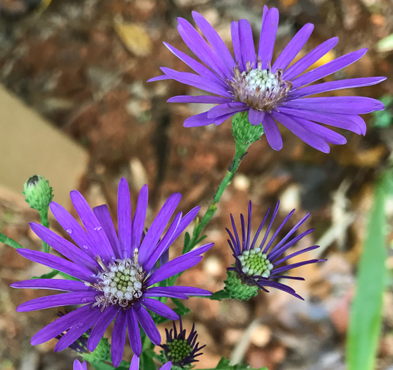Georgia aster in bloom.