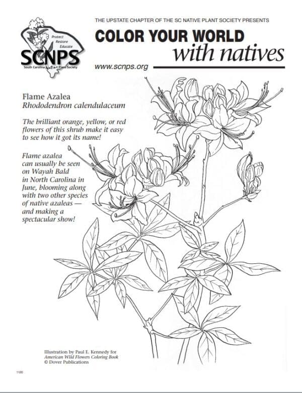 Native Plant Coloring Pages | South Carolina Native Plant Society