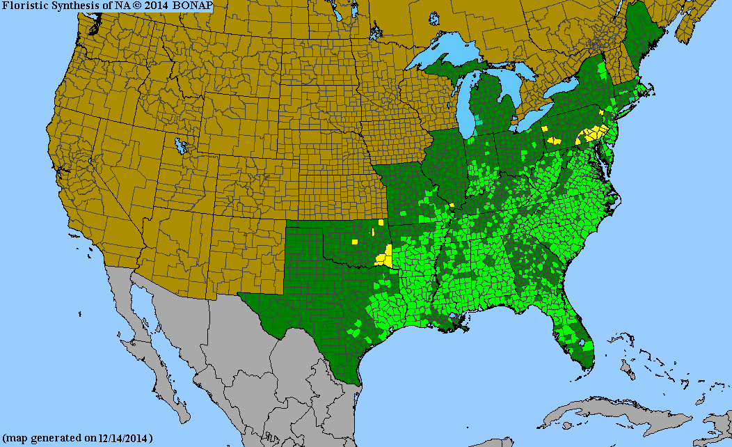 Ilex opaca range map