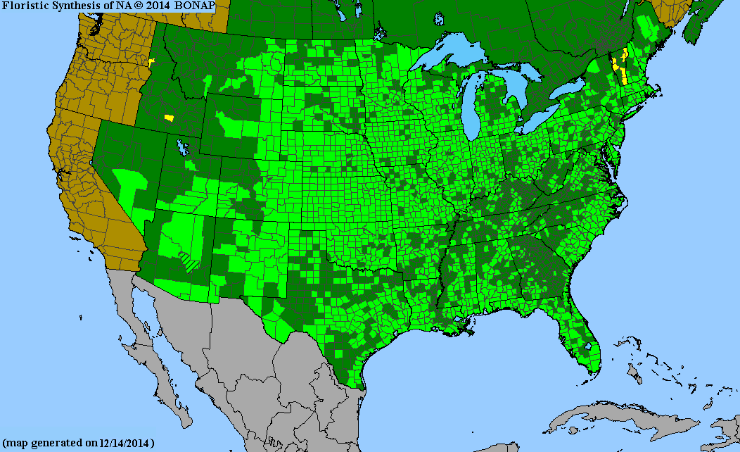 Panicum virgatum range map