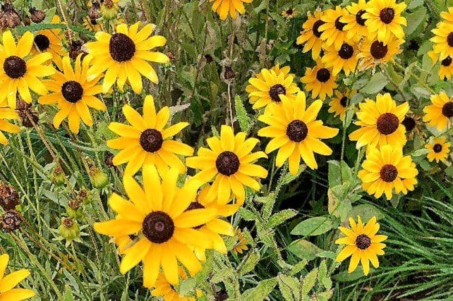 Rudbeckia hirta – Black Eyed Susan