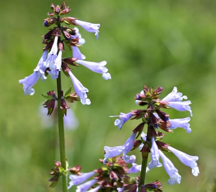 Salvia Lyrata | Lyreleaf Sage | South Carolina Native Plant Society