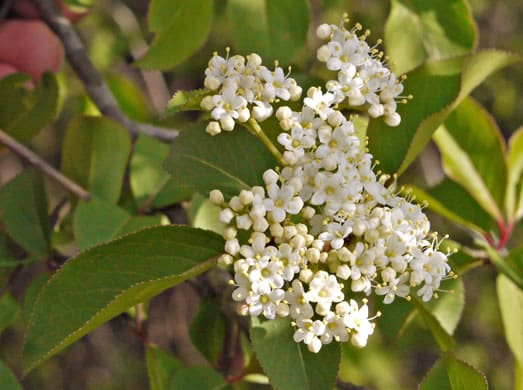 Viburnum Prunifolium | Blackhaw Viburnum | South Carolina Native Plant ...