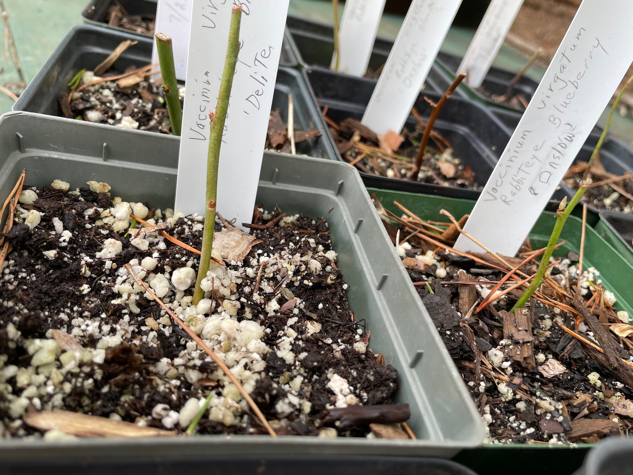 Rooted Rabbiteye Blueberry cuttings